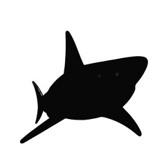 Shortfin Mako Shark Photograph