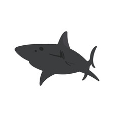 Shortfin Mako Shark