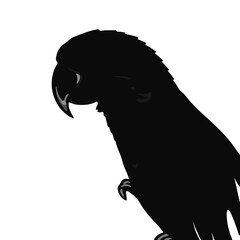 Senegal Parrot © Waleed