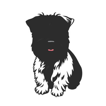 Sealyham Terrier Illustration
