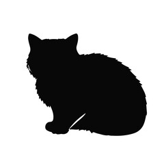 Scottish Fold Cat © Waleed