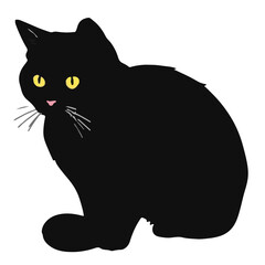 Scottish Fold Cat © Waleed