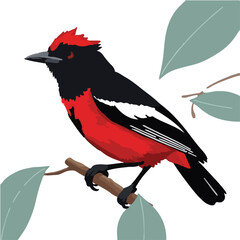 Scarlet Tanager