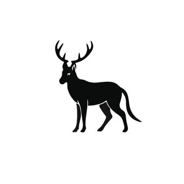 Schapendoes Animal