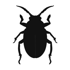 Scarab Beetle Illustration