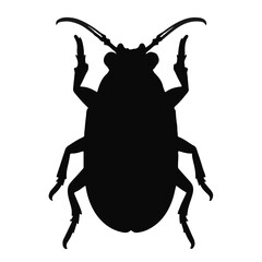 Scarab-Beetle-Animal