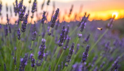 Fototapeta premium 薄くぼかしたラベンダー畑がゆっくりと色褪せていく様子を捉えました。ミツバチが飛び交い、遠くの地平線には温かみのあるオレンジ色の夕焼けが広がっています。穏やかな自然の美しさが感じられる一枚です。