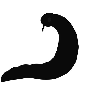 Black Sandworm Animal