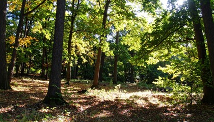 豊かな緑の木々が初秋の色を帯び始め、斜めに差し込む太陽の光が森の地面に斑模様の影を作り出しています。自然の移り変わりと静かな森の美しさを感じられる光景です。