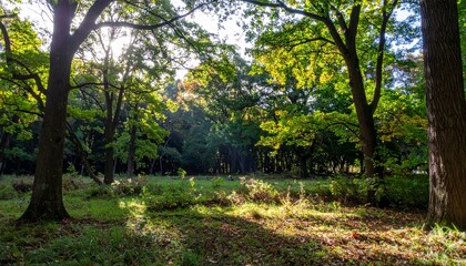 豊かな緑の木々が初秋の色を帯び始め、斜めに差し込む太陽の光が森の地面に斑模様の影を作り出しています。自然の移り変わりと静かな森の美しさを感じられる光景です。