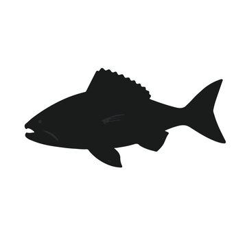 Black Snook Fish Illustration