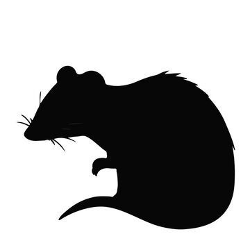 Black Shrew Animal