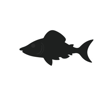 Black Sawfish Illustration