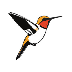 Rufous Hummingbird © Waleed