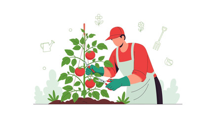 Illustration of a Gardener Harvesting Ripe Tomatoes in a Home Vegetable Garden Scene