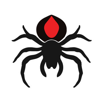 Redback Spider Illustration