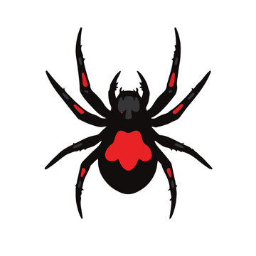 Redback Spider Illustration