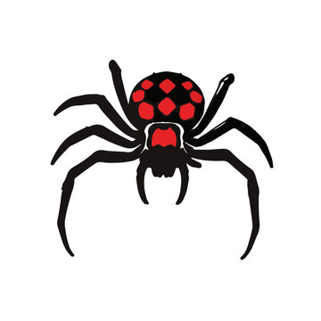 Redback Spider Graphic