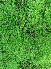 green moss background