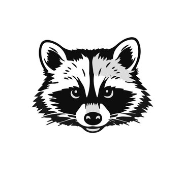 Black Raccoon Animal
