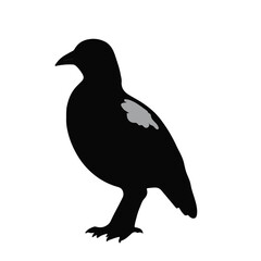 Obraz premium Black Quail Animal