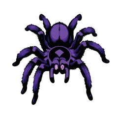 Purple Tarantula Illustration