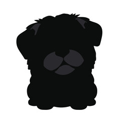 Black Pugapoo Pet