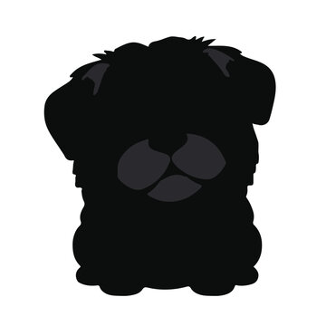 Black Pugapoo Pet