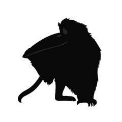 Proboscis Monkey Image