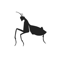 Praying Mantis Illustration