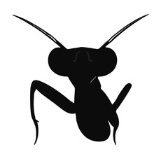 Praying Mantis Animal