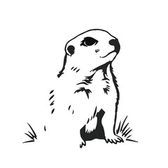 Prairie Dog Animal Illustration