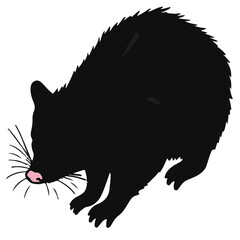 Black Possum Animal