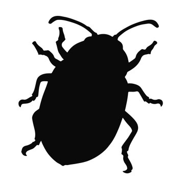 Potato-Beetle-Animal