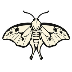 Polyphemus Moth Graphic