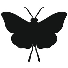 Polyphemus Moth Illustration © Waleed