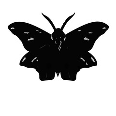 Polyphemus Moth Detail © Waleed