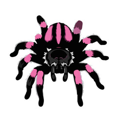 Pink-Toed Tarantula Image