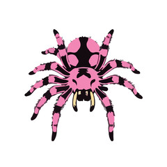 Pink-Toed Tarantula Illustration