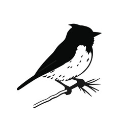 Pine Siskin Bird Illustration