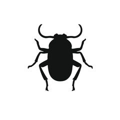 Pine Beetle Animal