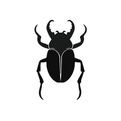 Pinacate Beetle Animal