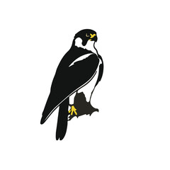 Peregrine Falcon Set