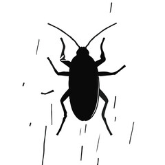 Pennsylvania Wood Cockroach