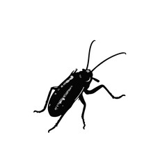 Pennsylvania Wood Cockroach Illustration