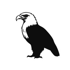 Black Peagull Animal