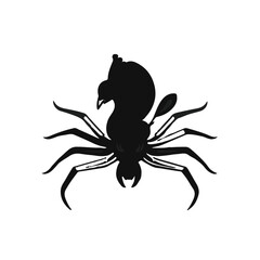 Peacock Spider Arachnid