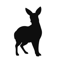 Patagonian Mara Graphic