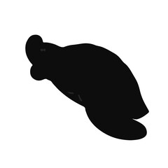 Painted Turtle Illustration