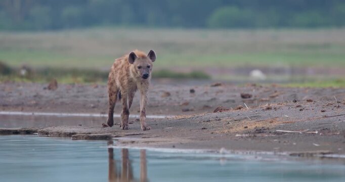 Wide of Spotted hyena (Crocuta crocuta) walking on edge of waterbody in savannah in morning in Kenya